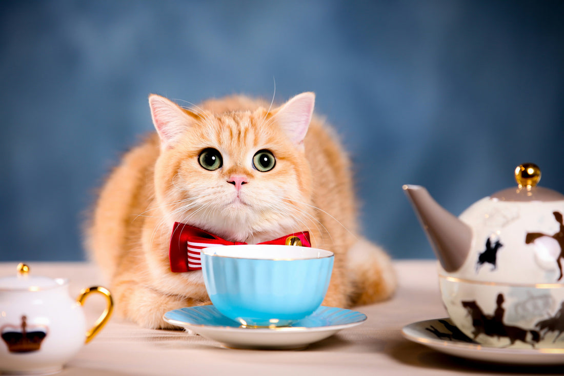 Grain-Free Dog Food: Is It Really Better?