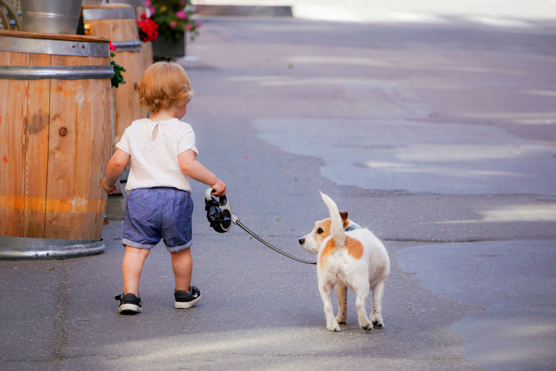 Harnesses vs. Collars: Which Is Safer for Dogs? 🐕‍🦺🔗
