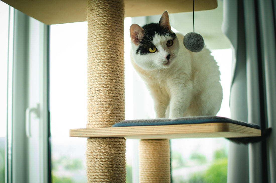 Cat Towers and Hideouts: Building Worlds for Felines 🏰🐈