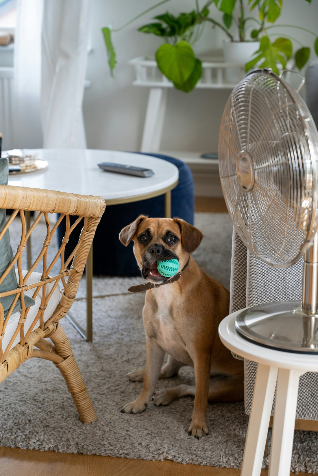Best Grooming Tools for Stress-Free Pet Care