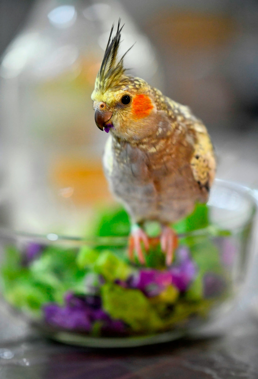 Why Pellet Food Is Popular Among Bird Owners