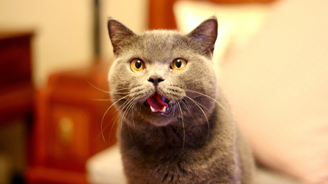 Pet Dental Care: Why It Matters 🦷🐕
