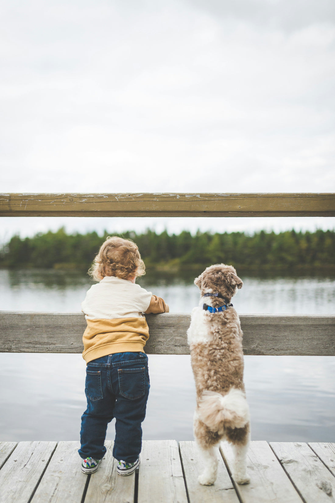 Adventure Dogs: How Outdoor Gear Is Evolving in 2026