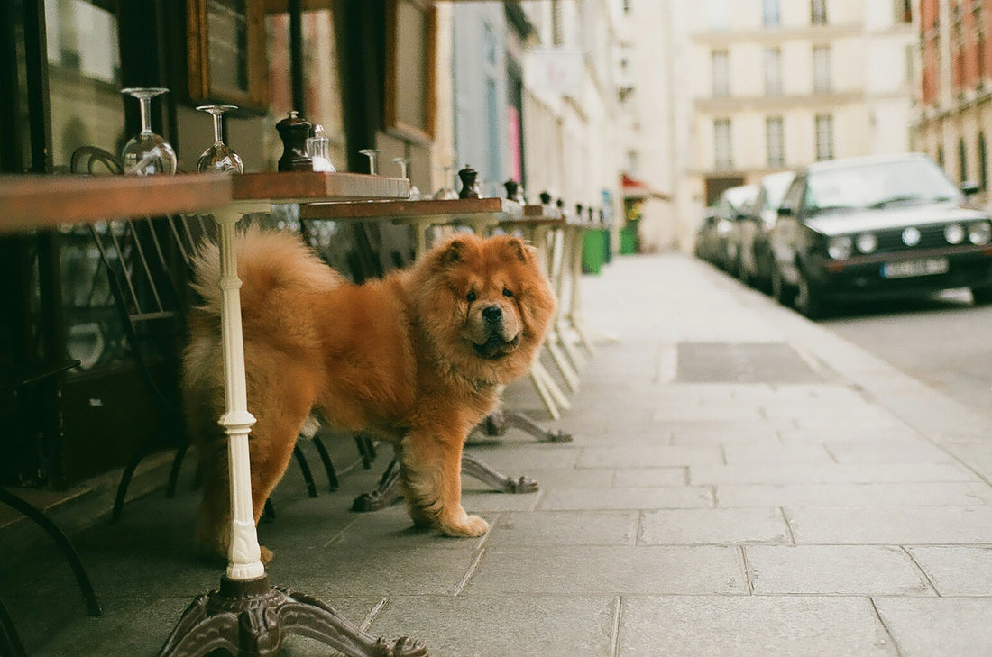 Signs Your Dog Is Stressed in an Urban Environment