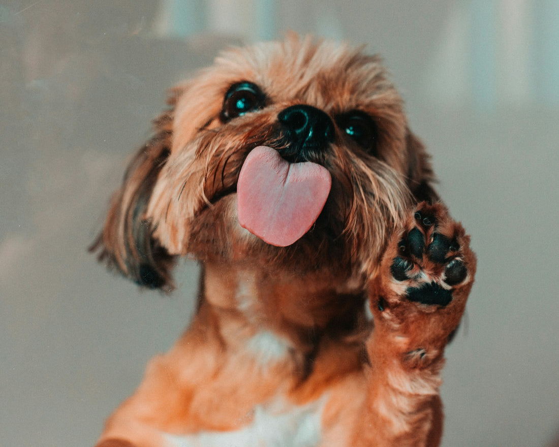 Daily Treat Habits for a Happy Pet