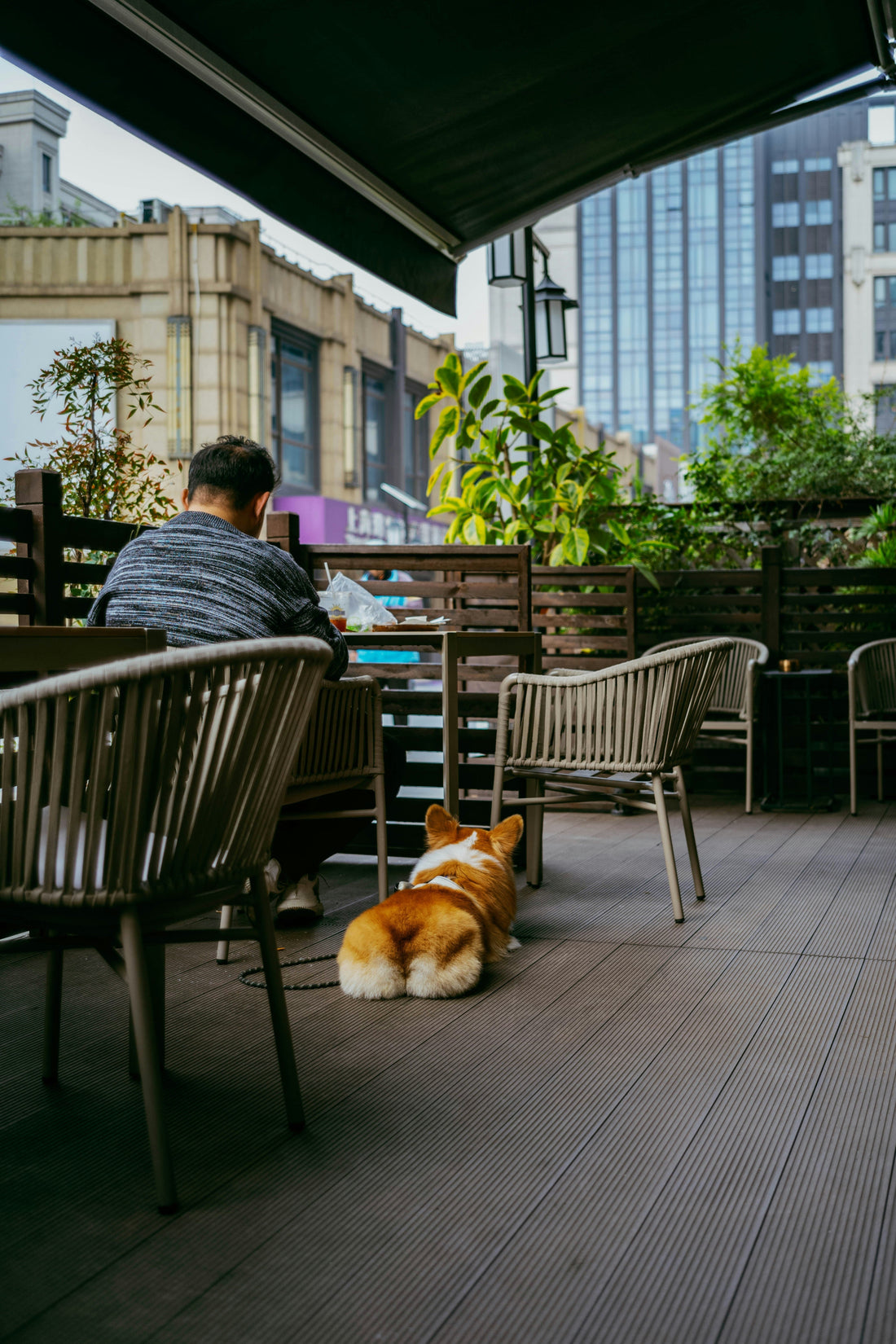 How Urban Living Affects a Dog’s Behavior