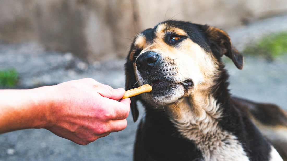 Best Dental Treats for Pets