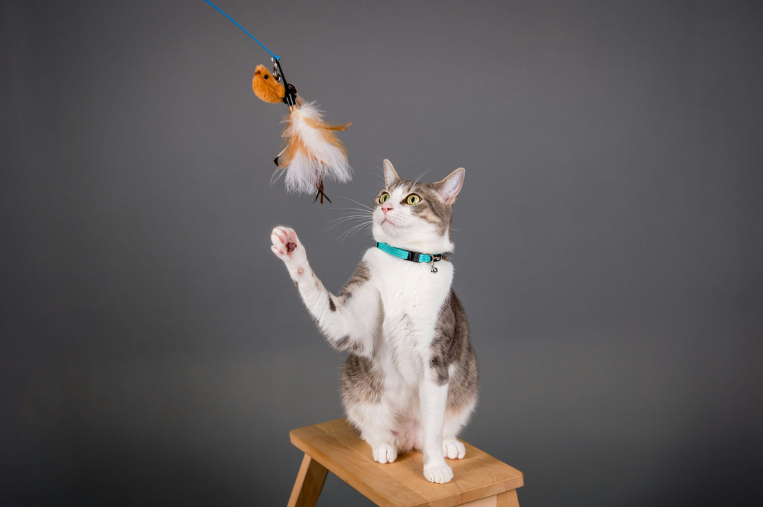 Feather Wands: Awakening the Hunter in Cats 🪶🐈