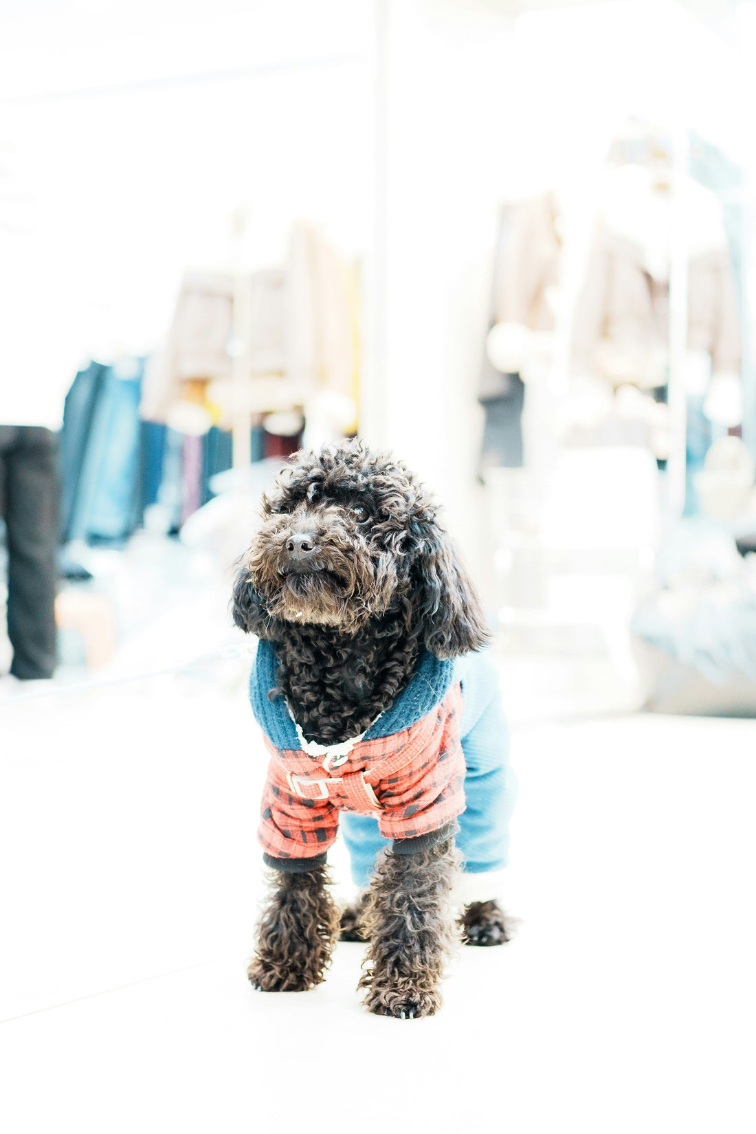 How to Make Walks More Enjoyable for Dogs