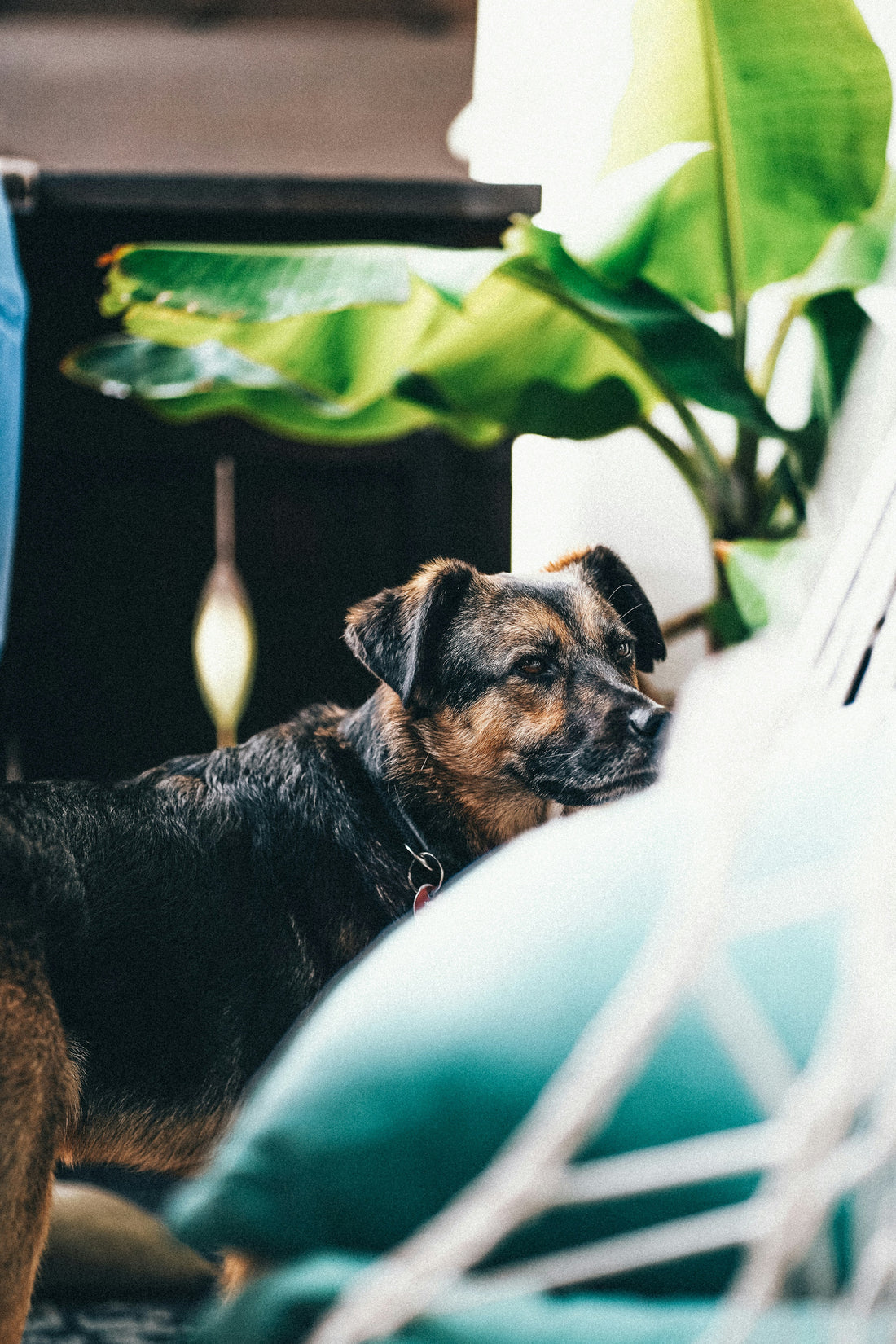 The Best Outdoor Gear for Adventurous Dogs