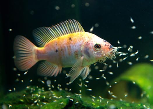 Aquatic Foods Inc. 55% Protein Vitamin Rich Micro Floating/Slow Sinking Baby & Fry Food for