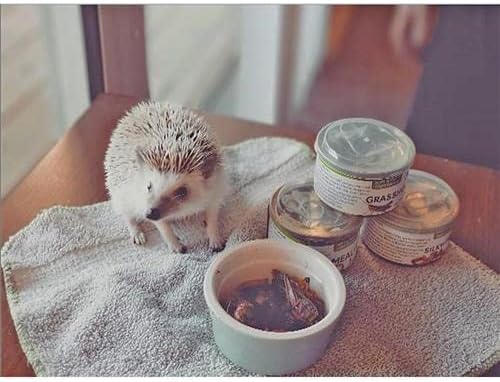 Canned Crickets (1.2 oz.) - Healthy High Protein Insect Treat - Hedgehogs, Sugar Gliders, Reptiles