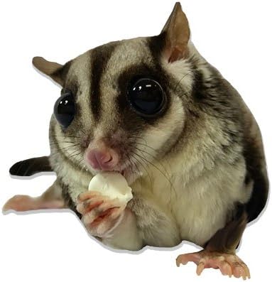Yogu Drops With Blueberry - Healthy Natural Fruit & Yogurt Treat - For Sugar Gliders, Rats