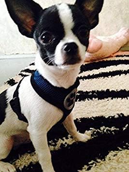 BINGPET Dog Vest Harness -Light Weight Breathable Sports Mesh - Pet Adjustable Harness Puppy Padded