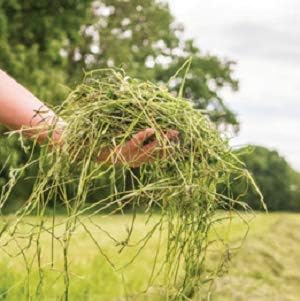 Blue Mountain Hay | Fresh Timothy Hay (5 Pounds) | Great for All Ages | High-Altitude Hay Pet Food