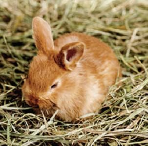 Blue Mountain Hay | Fresh Timothy Hay (10 Pounds) | Great for All Ages | High-Altitude Hay Pet Food