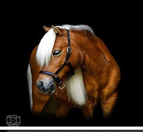 Leather Mini or Suckling Foal Size Horse Halter | Brown Leather with Solid Brass Hardware |