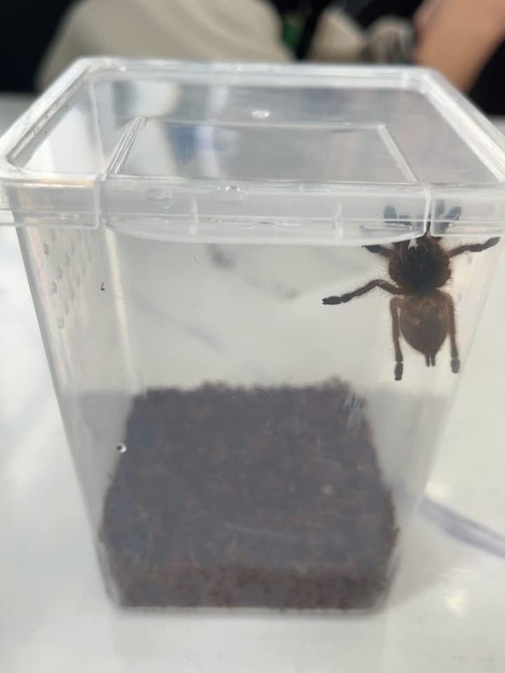 Small Reptile breeding Box Spider Terrarium freeding Box for arboreal Tarantula Scorpion Sling
