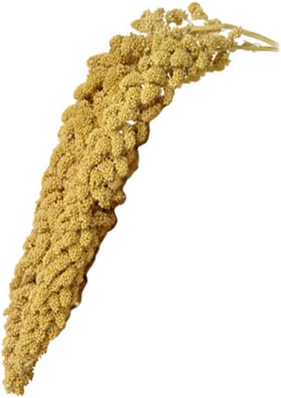 Birds LOVE Spray Millet – 9 oz GMO-Free, No Stems (Only Edible Tops) – Healthy Treat for Parakeets