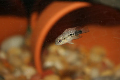 Aquatic Foods Inc. 55% Protein Vitamin Rich Micro Floating/Slow Sinking Baby & Fry Food for