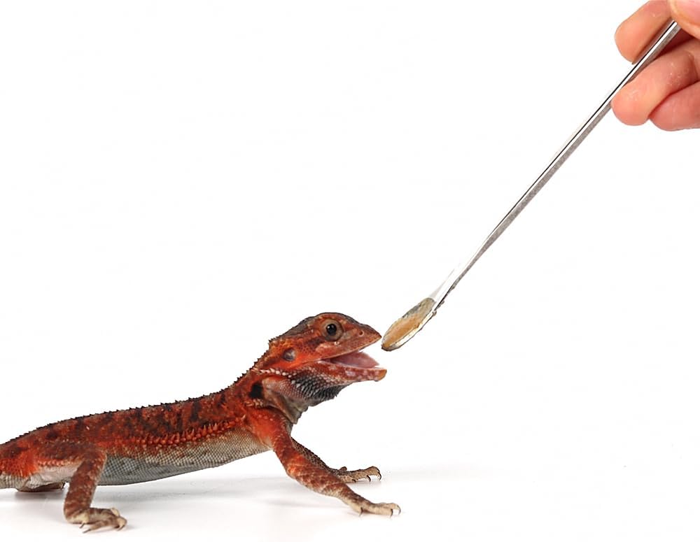 2Pcs Reptile Powder Fruit Mixing Stirring Food Feeding Spoon fit Crested Gecko Gargoyle Bearded