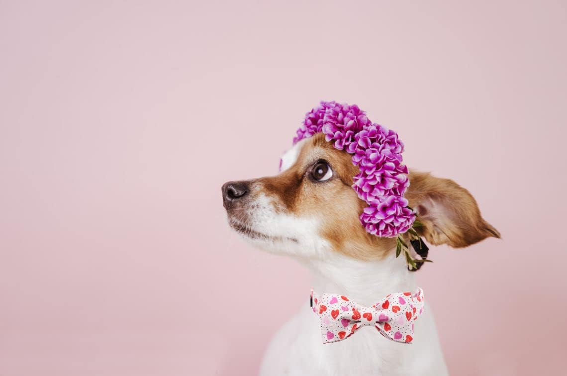 Lionet Paws Valentines Day Dog Collar with Bowtie, Dog Bowtie Collar with Metal Buckle for Dogs
