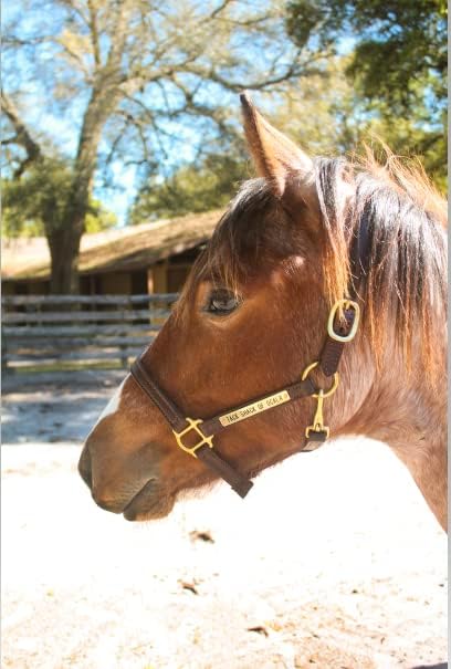 Turnout Leather Halter for Horses with Customized Engraved Name Plate | Brown Leather with Solid