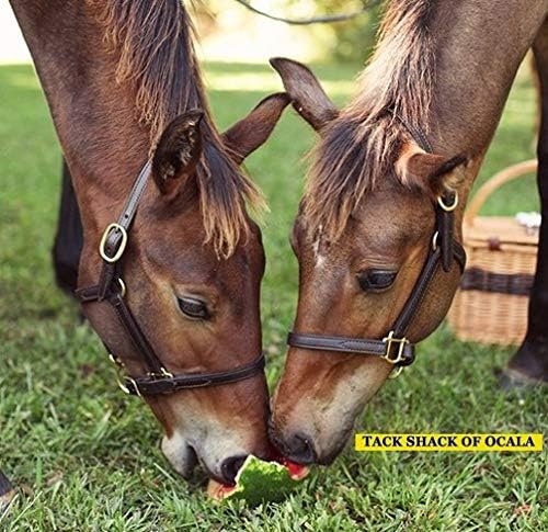 Leather Mini or Suckling Foal Size Horse Halter | Brown Leather with Solid Brass Hardware |