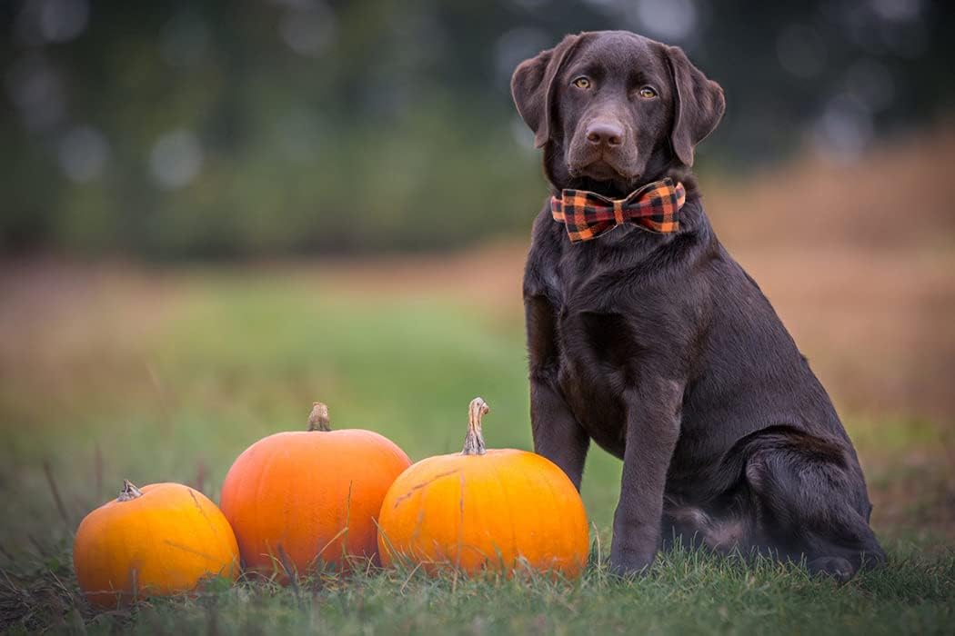 Elegant little tail Dog Collar with Bow, Bowtie Dog Collar, Adjustable Fall Dog Collars for Small