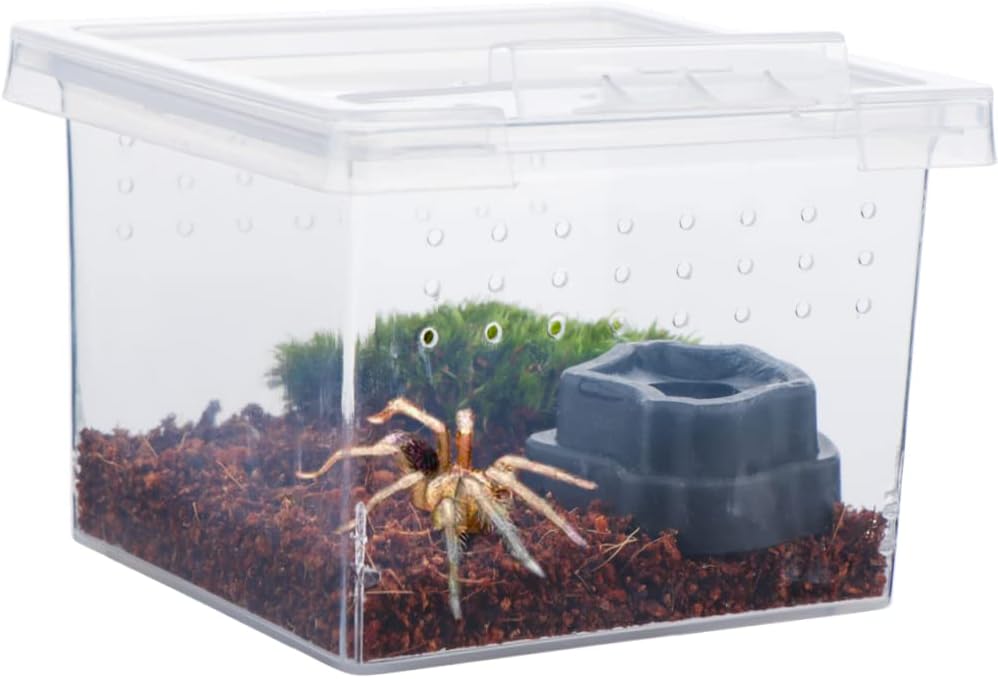 10 Pack Small Size Spider Terrariums Breeding Box Hatching Container Insect Scorpion Centipede