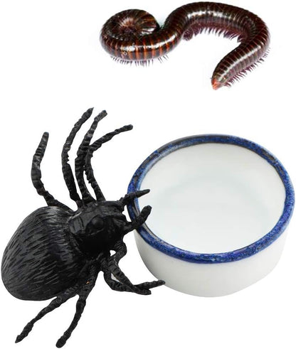 6 Pcs Spider Micro Water Bowl Mini Ceramic Dish for Spider Tarantula Millipede Tiny Reptile (Small: