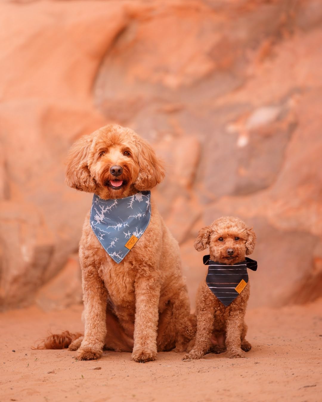 Remy+Roo Small Summer Dog Bandanas - 4 Pack Powell Set | Premium Durable Adjustable Polyester