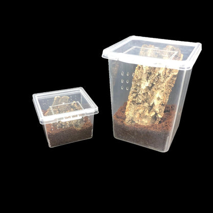 Small Reptile breeding Box Spider Terrarium freeding Box for arboreal Tarantula Scorpion Sling