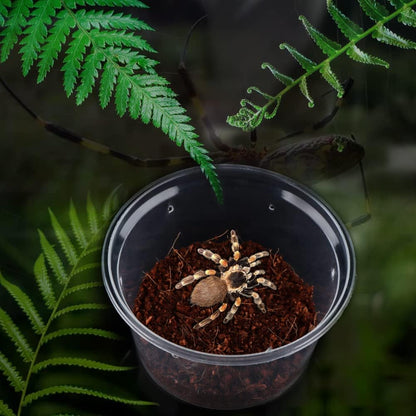 10 Pcs Spider Terrariums Breeding Box Small Round Hatching Container Acrylic Feeding Box for Spider