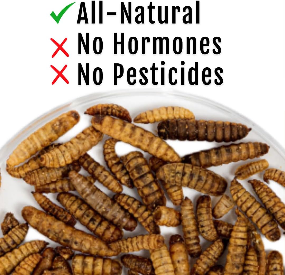 Grub Fuel Black Soldier Fly Larvae for Chickens - Nutrient-Packed BSFL, Sustainably Sourced Snack