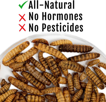Grub Fuel Black Soldier Fly Larvae for Chickens - Nutrient-Packed BSFL, Sustainably Sourced Snack