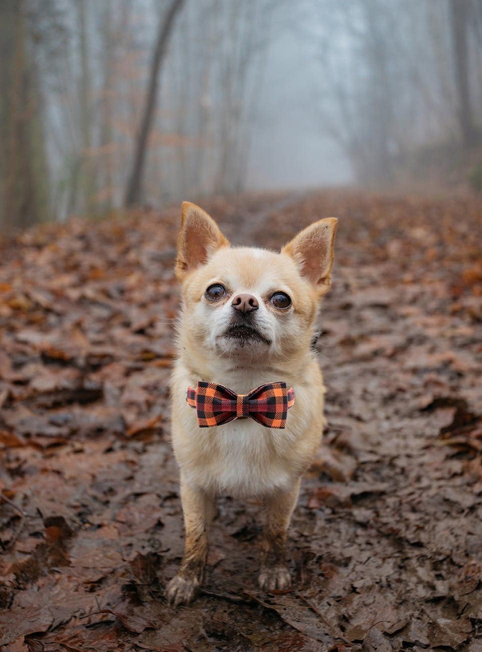 Elegant little tail Dog Collar with Bow, Bowtie Dog Collar, Adjustable Fall Dog Collars for Small