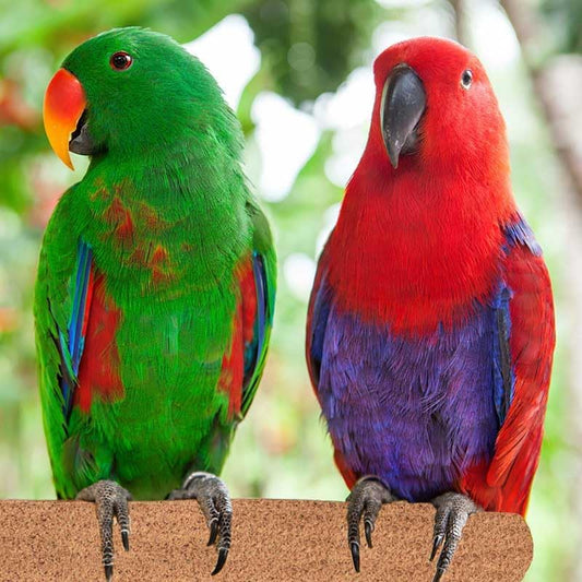 Super Bird Creations SB1153 Sure-Grip Grooming Perch Large, Medium/Large Bird Size - Enriches Beak