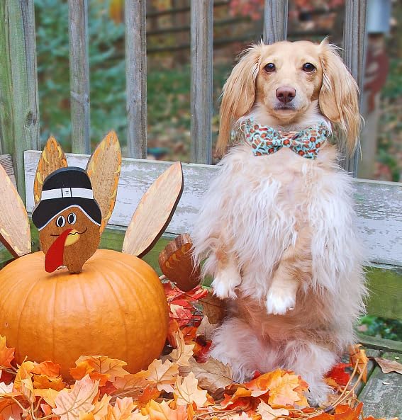 Unique Style Paws Thanksgiving Day Dog Collar with Bow Blue Turkey Cotton Puppy Collars for Small
