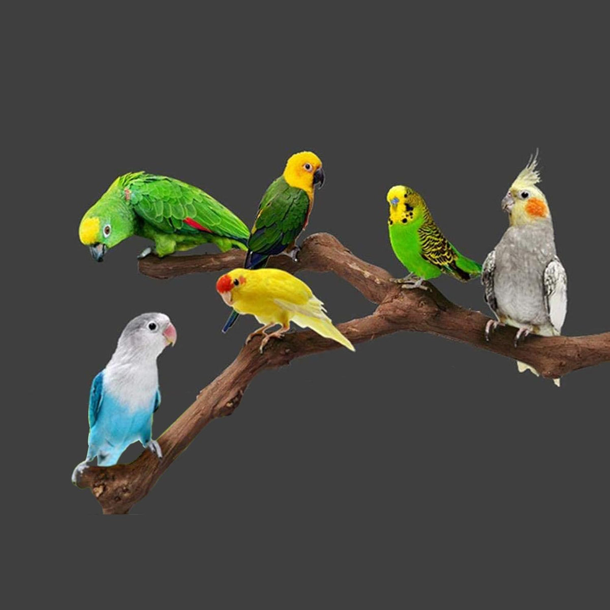 Allazone 5 PCS Natural Grape Stick Perch Swing Chewing Toys for Parrot Cages, Cockatiels