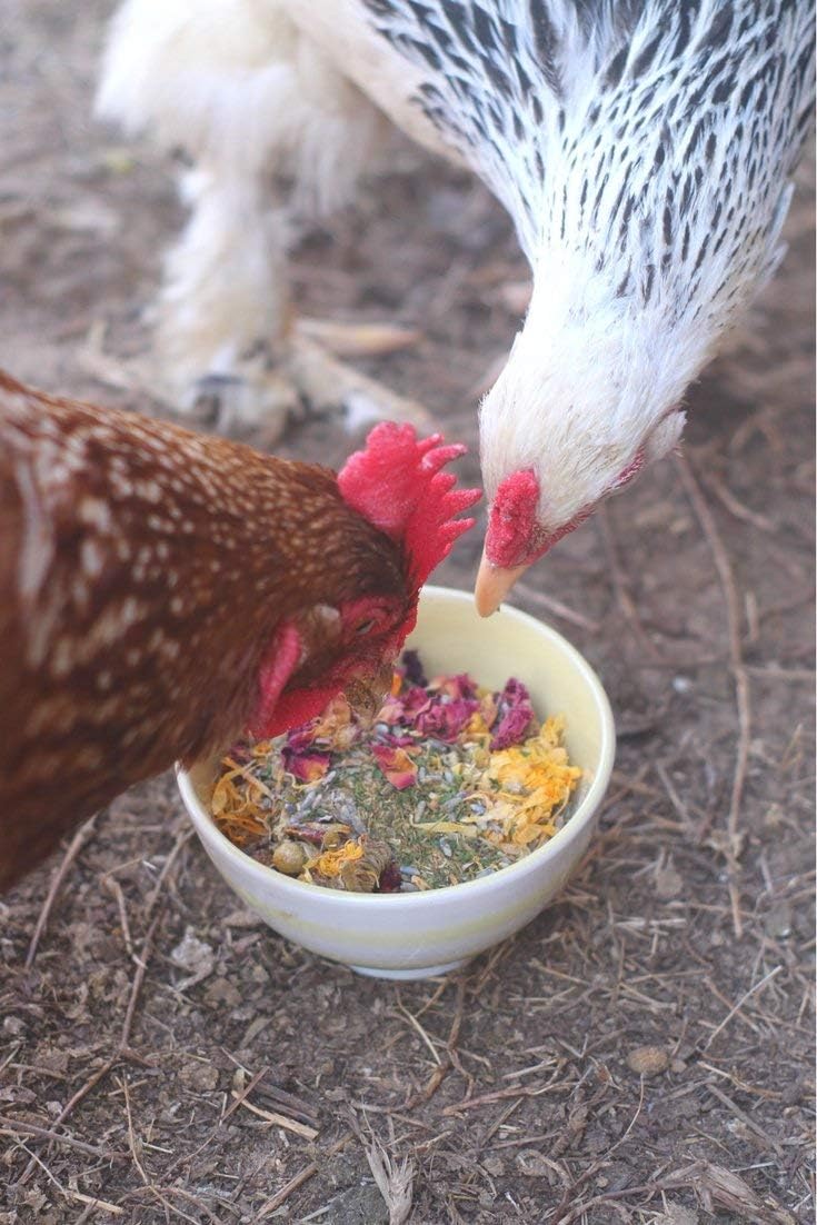 Pampered Chicken Mama Best Eggs Ever! Nesting Herbs for Chickens (1.25 Pounds) Calcium Supplement