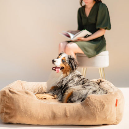 FUZI Luxury Aesthetic Dog Bed for Small Dogs with Washable Cover, Pet Couch, Pet Bed with Sides