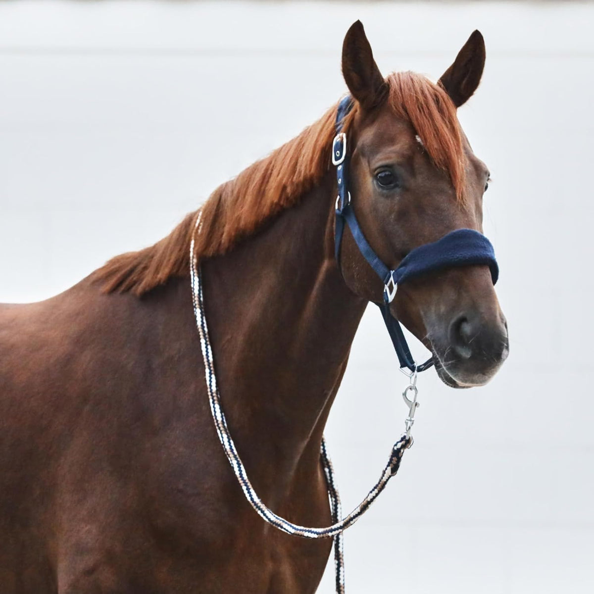 HORZE Kiel Adjustable Horse Halter with Fleece Padding - Dark Navy - Cob