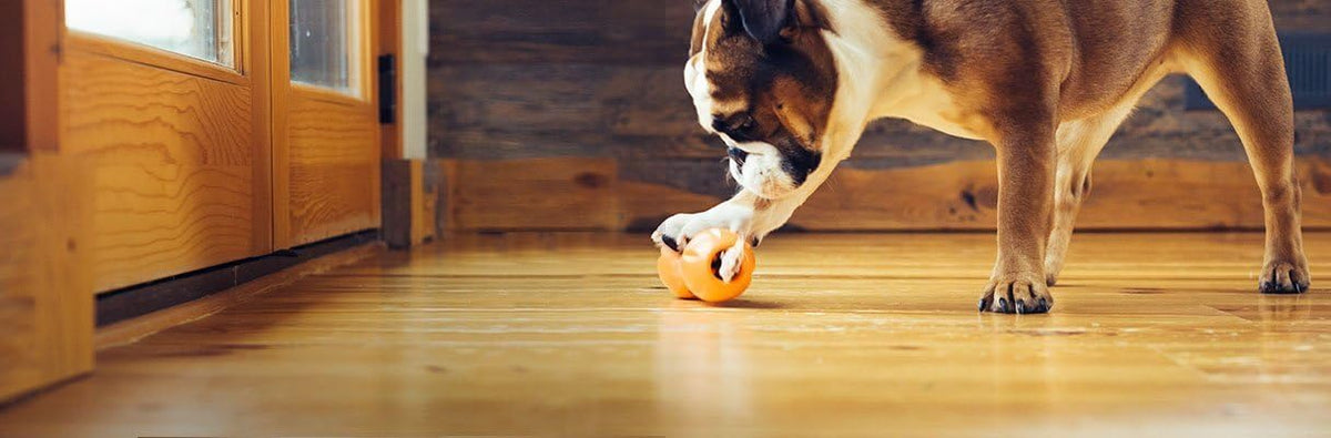 West Paw Zogoflex Qwizl Interactive Treat Dispensing Dog Puzzle Treat Toy for Dogs, 100% Guaranteed