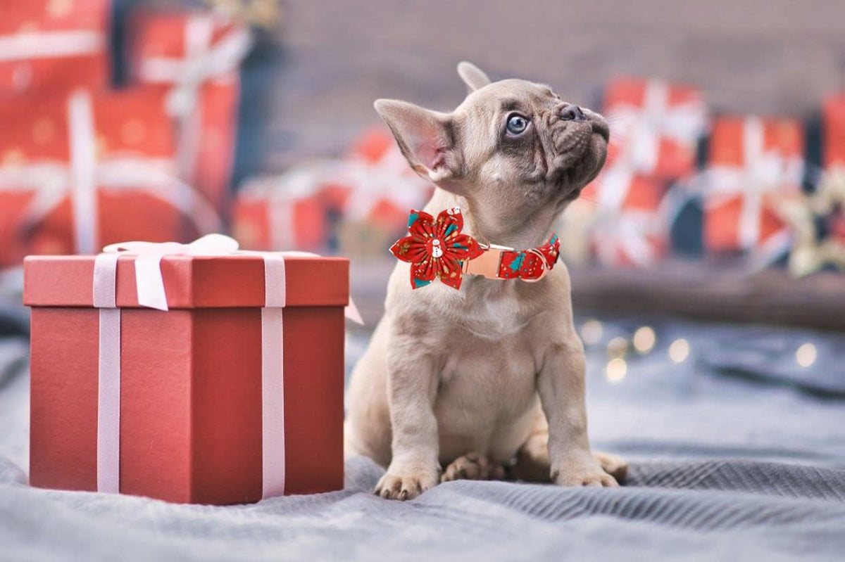 Lionet Paws Christmas Dog Collar with Flower, Dog Flower Collar with Metal Buckle for Dogs