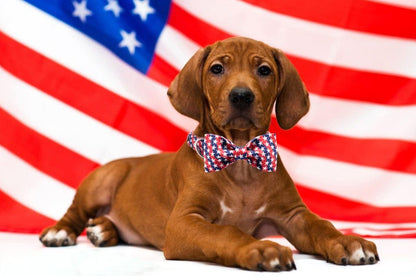 Lionet Paws Patriotic Dog Collar with Bowtie, 4th of July, Soft and Comfortable, Adjustable Collar