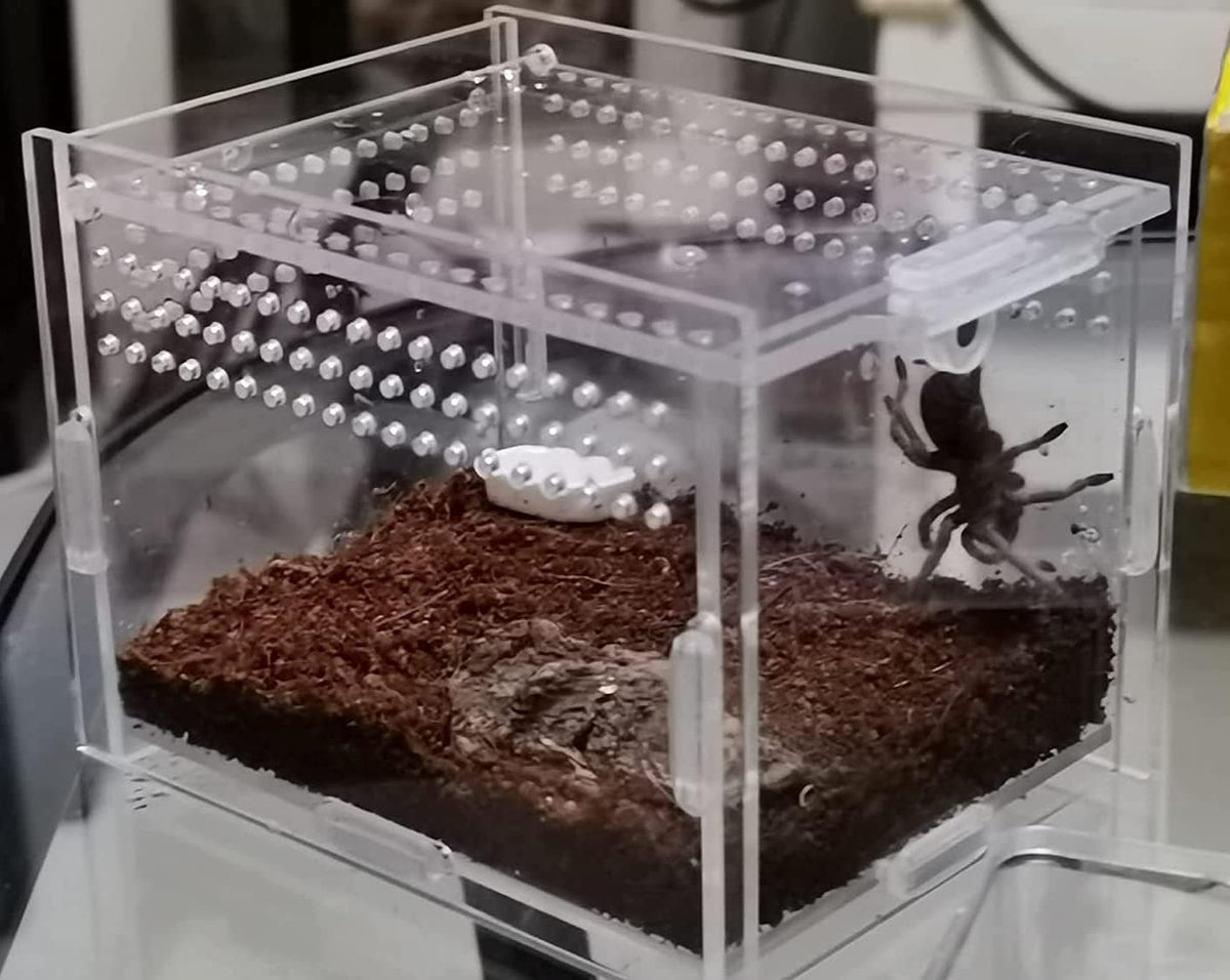 Magnetic Acrylic Case, micro habitat small Tarantula Enclosure enclosure for arboreal Tarantula