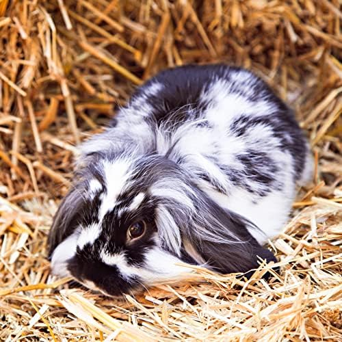 Blue Mountain Hay | Fresh Timothy Hay (15 Ounce) | Great for All Ages | High-Altitude Hay Pet Food