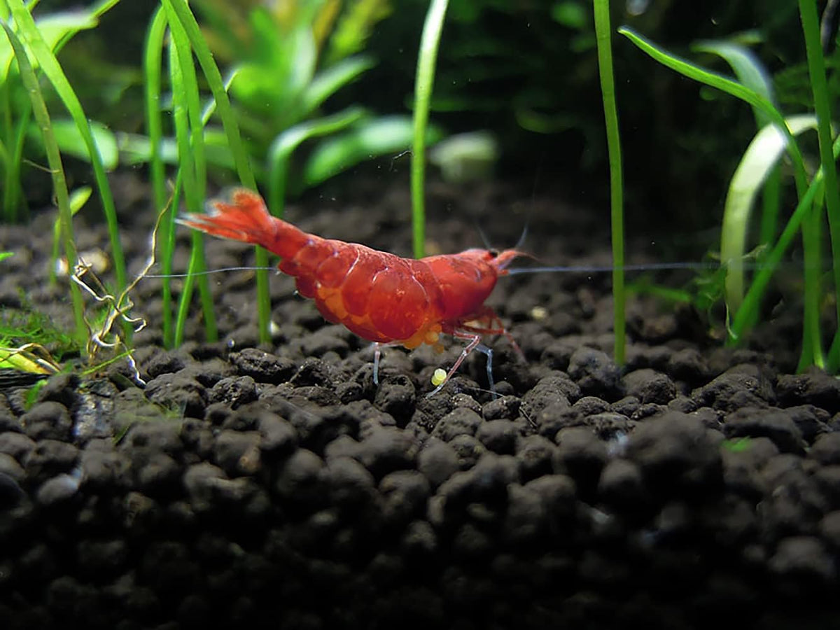 Ultum Nature Systems Controsoil - Freshwater Aqua Soil Substrate for Fish, Shrimp, Live Plant