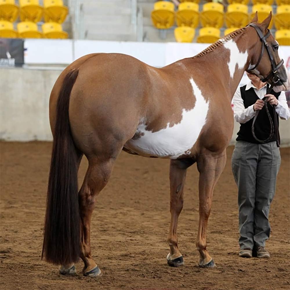 Horse Tail Extensions with Braided Horsehair Loop, Blunt Cut Bottom, 28-30 inches Long and 3/8 lb